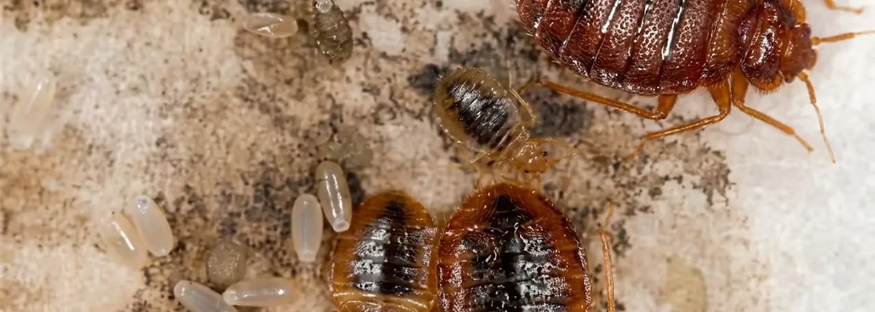 Bed Bug Eradication